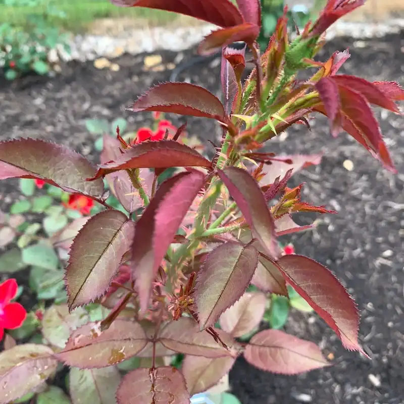 Watercolors Home Run® Shrub Rose - Image 3