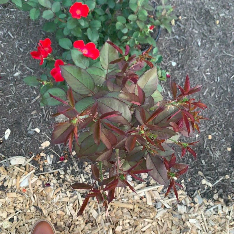 Watercolors Home Run® Shrub Rose - Image 4