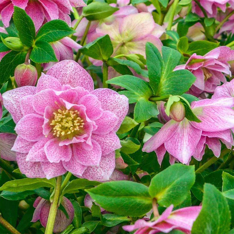 Wedding Crasher Lenten Rose