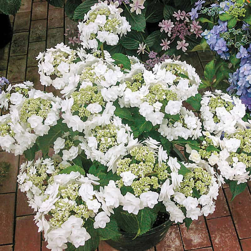 Wedding Gown Hydrangea - Image 2