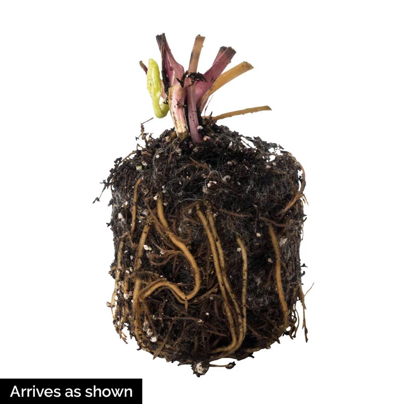 Wedding Party™ Double Lenten Rose Mix - Image 2
