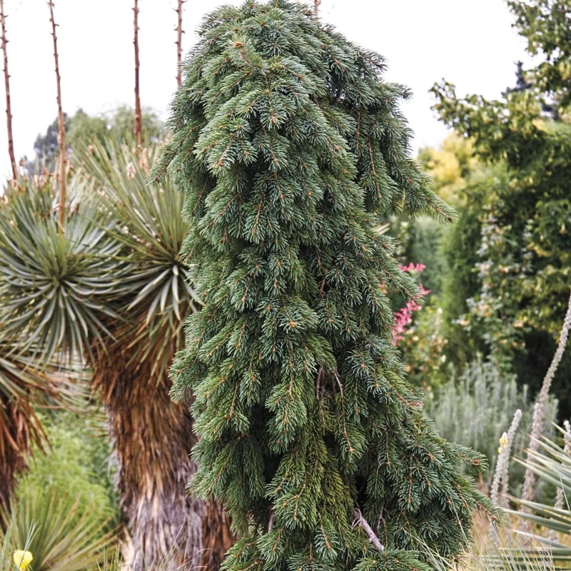 Weeping Norway Spruce - Image 3
