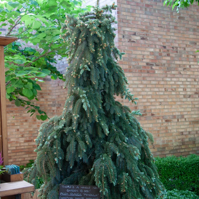 Weeping Norway Spruce - Image 4