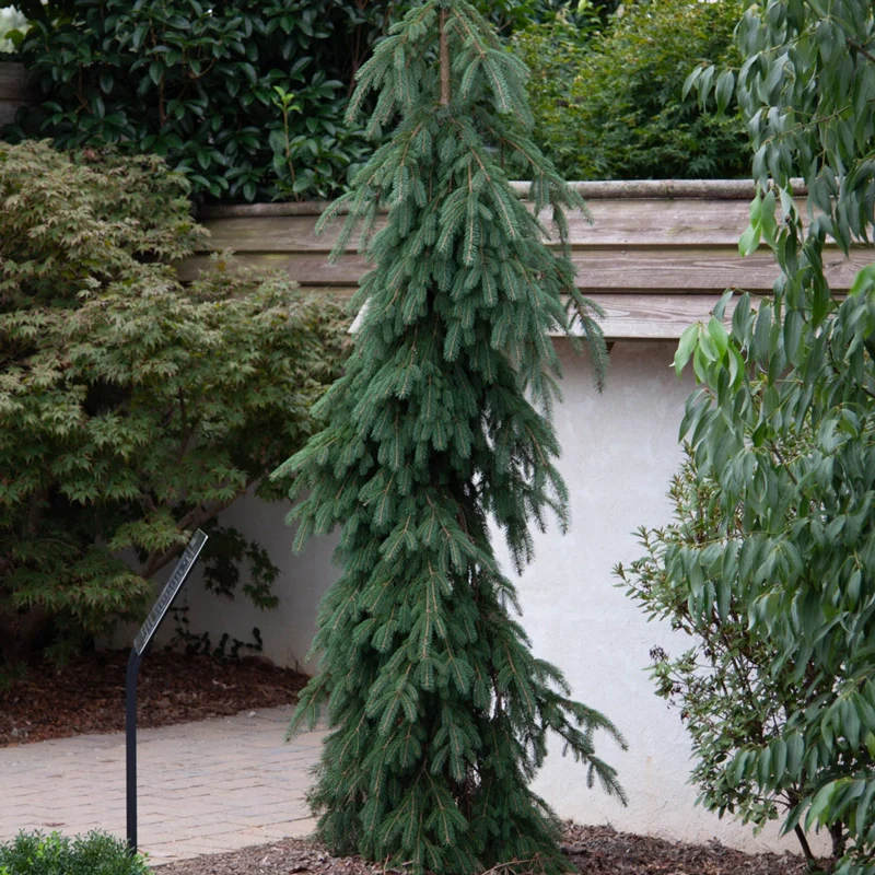 Weeping Norway Spruce - Image 5