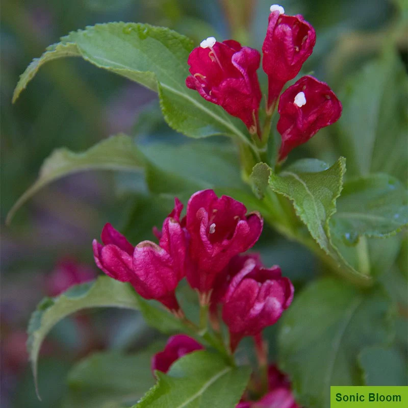 Weigela Collection - Image 2