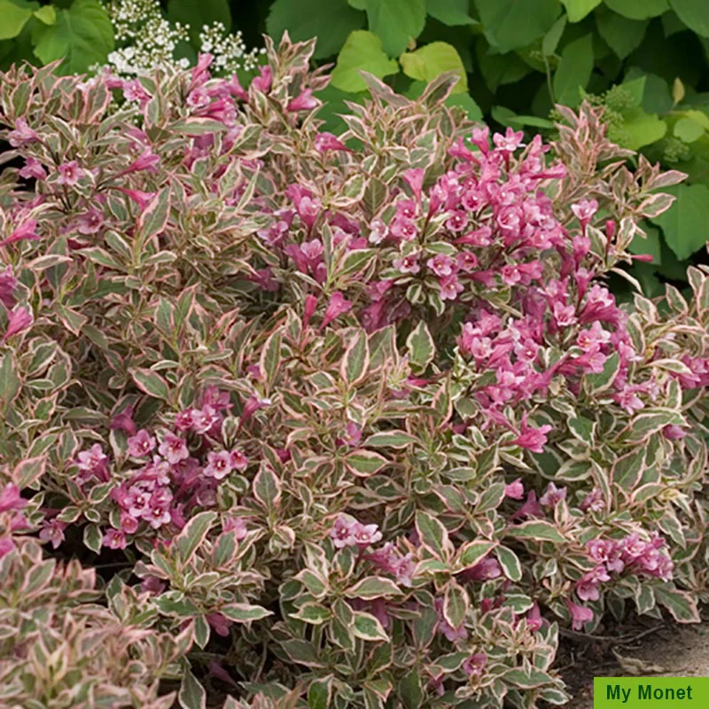 Weigela Collection - Image 3