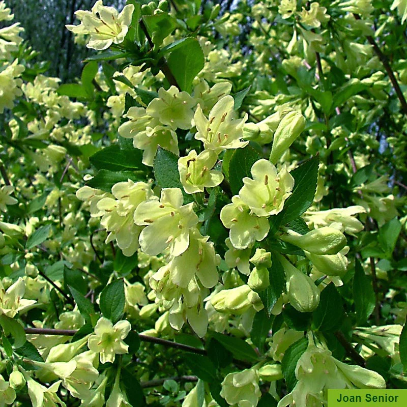 Weigela Collection - Image 4