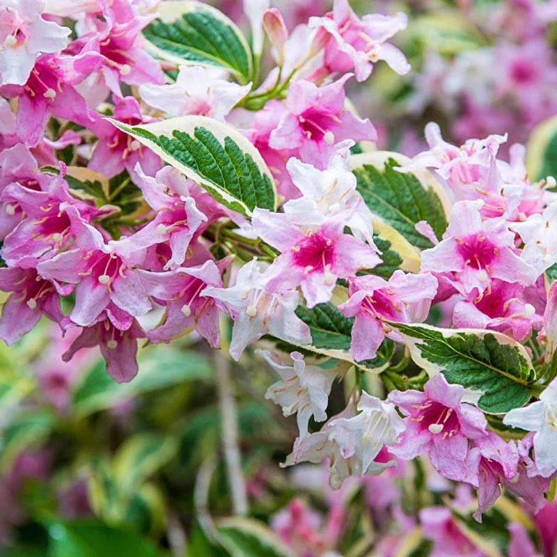 Pink Splash Variegated Weigela - Image 2