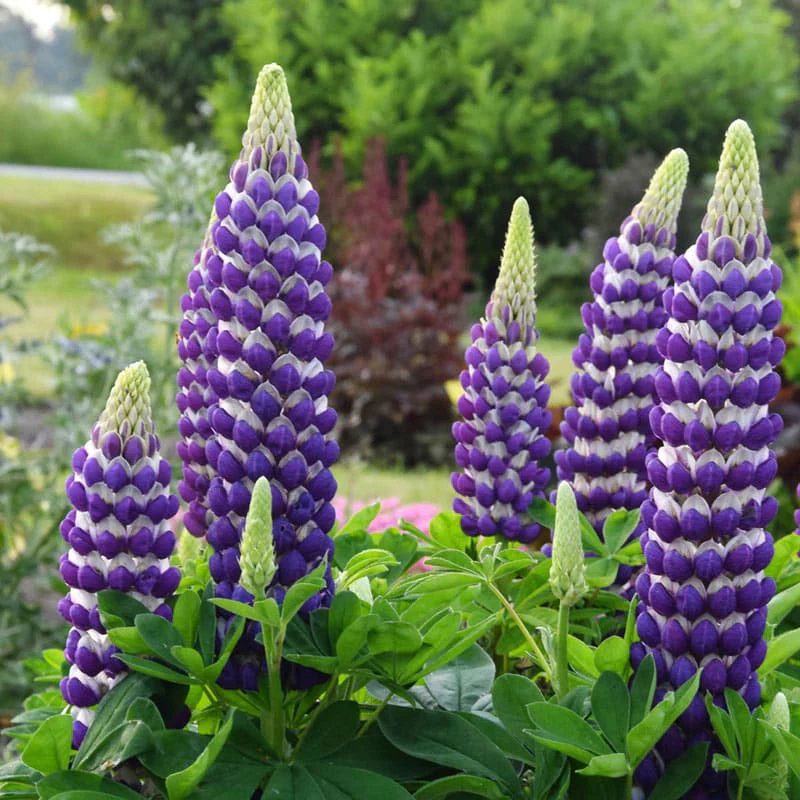 Westcountry™ Blacksmith Lupine - Image 2