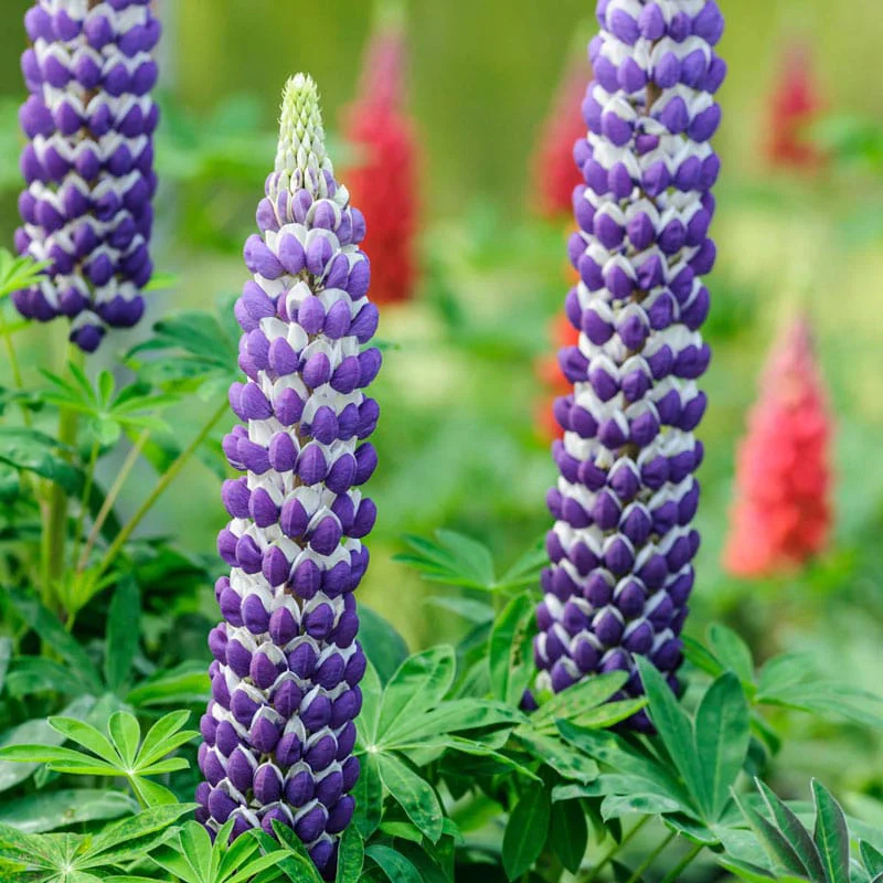 Westcountry™ Blacksmith Lupine - Image 3