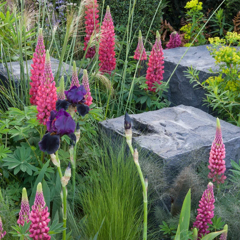 Westcountry™ Red Rum Lupine - Image 2