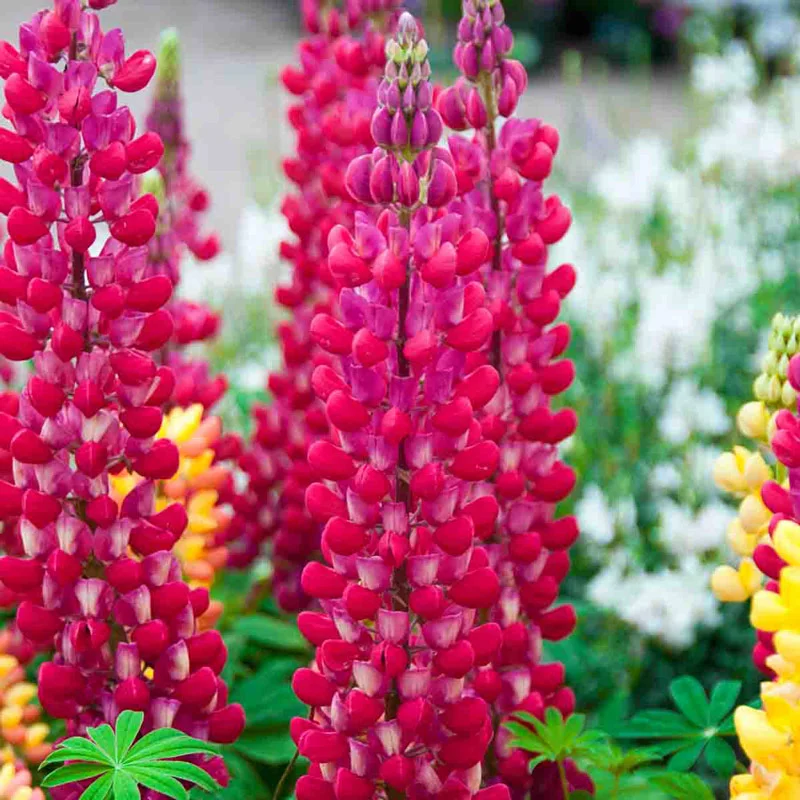 Red Rum Westcountry™ Lupines