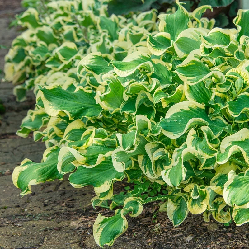Wheee! Hosta
