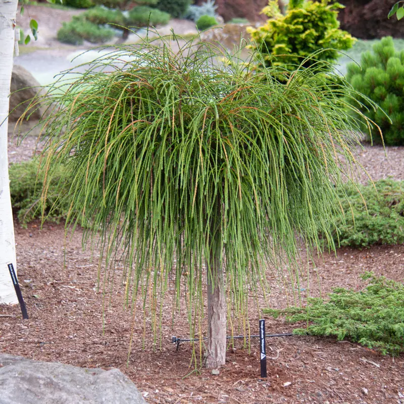 Whipcord Western Red Cedar - Image 3