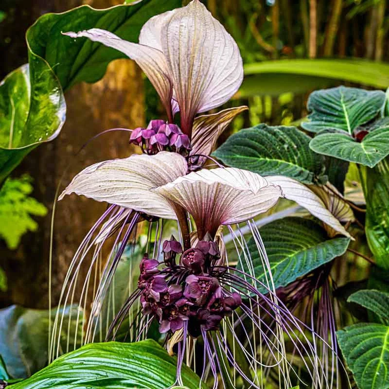 White Bat Flower