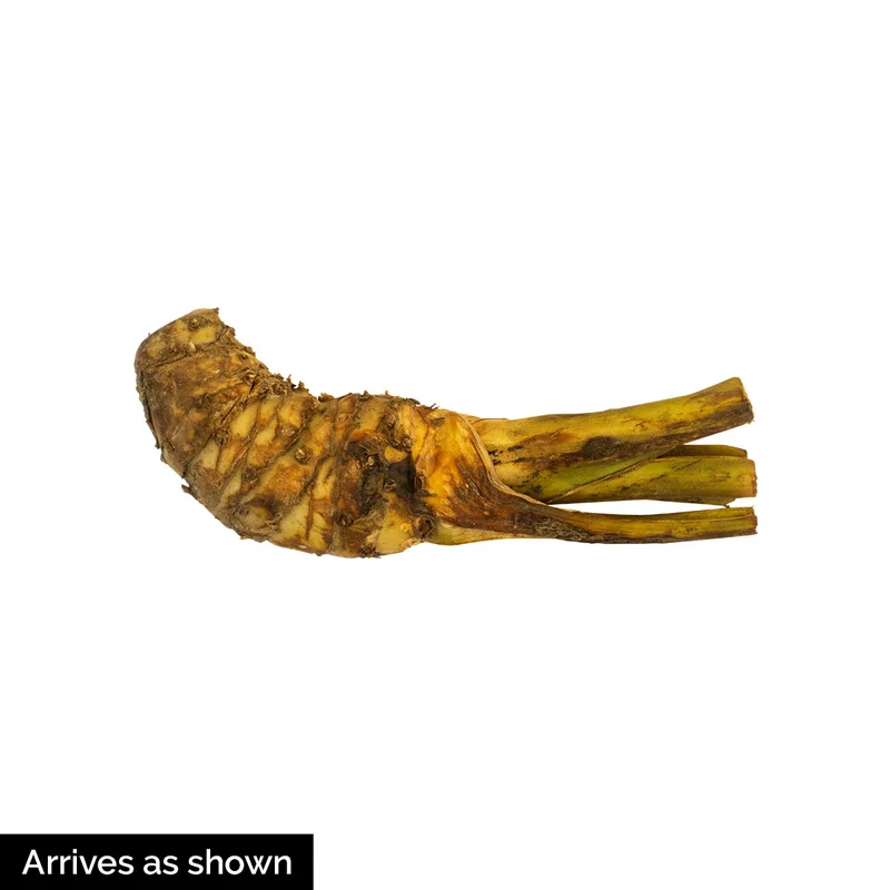Black Bat Flower - Image 3