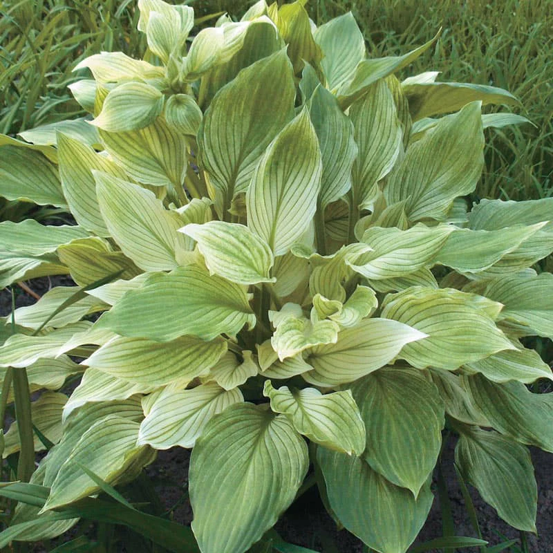 White Feather Hosta - Image 3