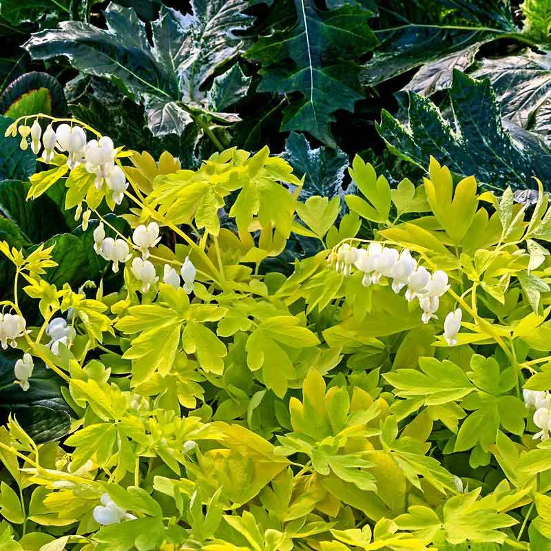White Gold Bleeding Heart (Dicentra) - Image 2