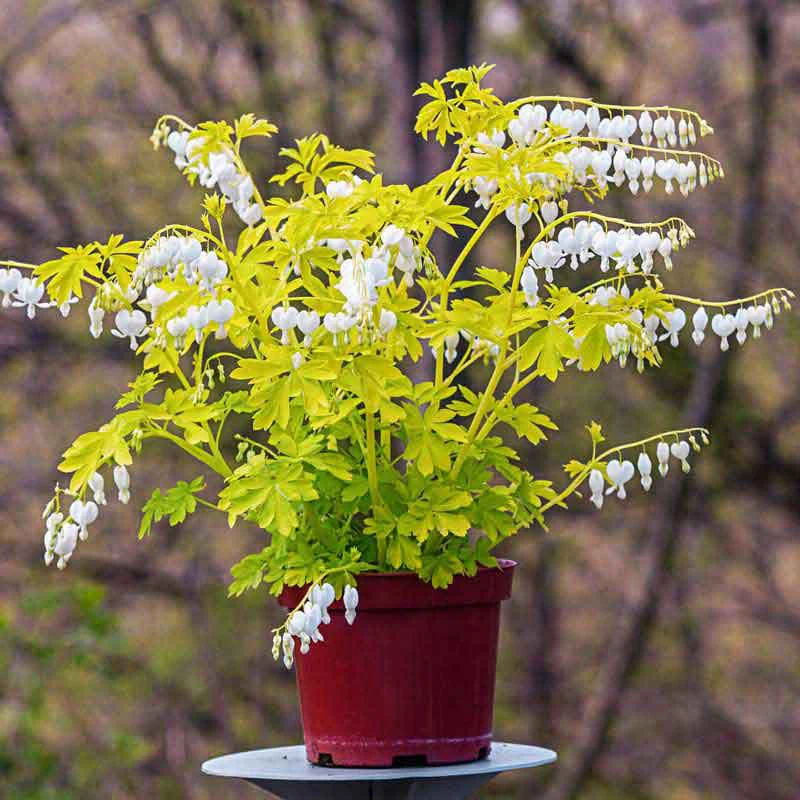 White Gold Bleeding Heart (Dicentra) - Image 3