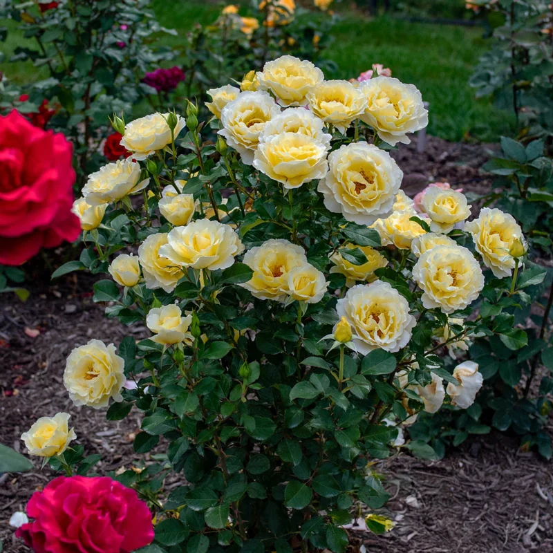 White Licorice™ Floribunda Rose - Image 2