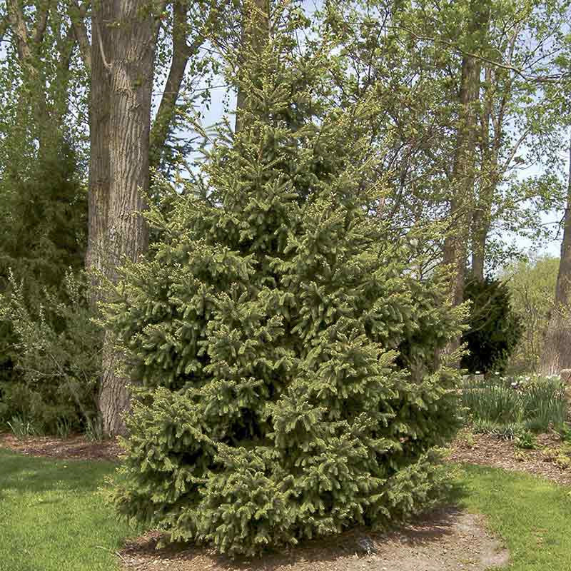 White Spruce - Image 2
