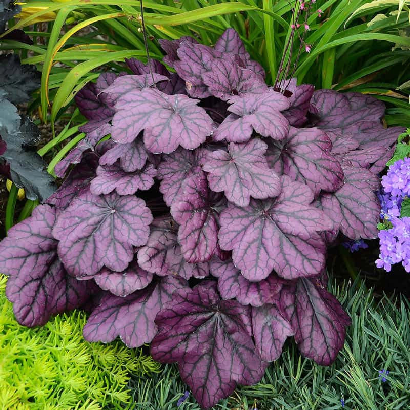 Wild Rose Heuchera - Image 2