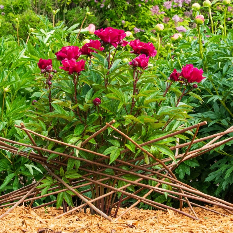 Willow Obelisk Plant Support - Image 2