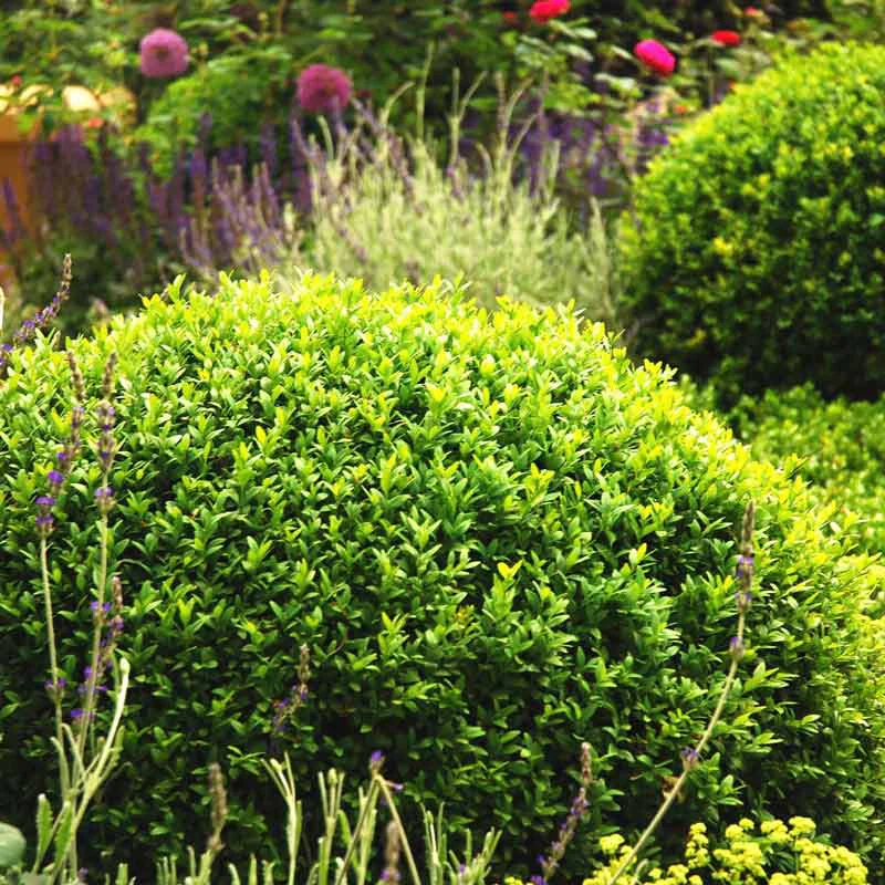 Boxwood Winter Gem