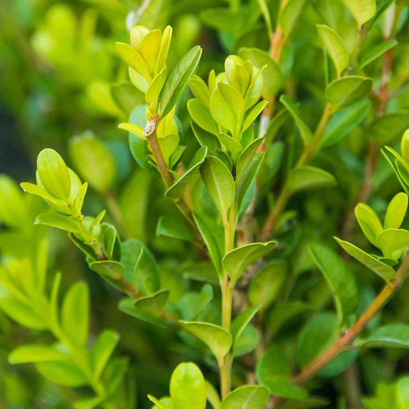Boxwood Winter Gem - Image 2