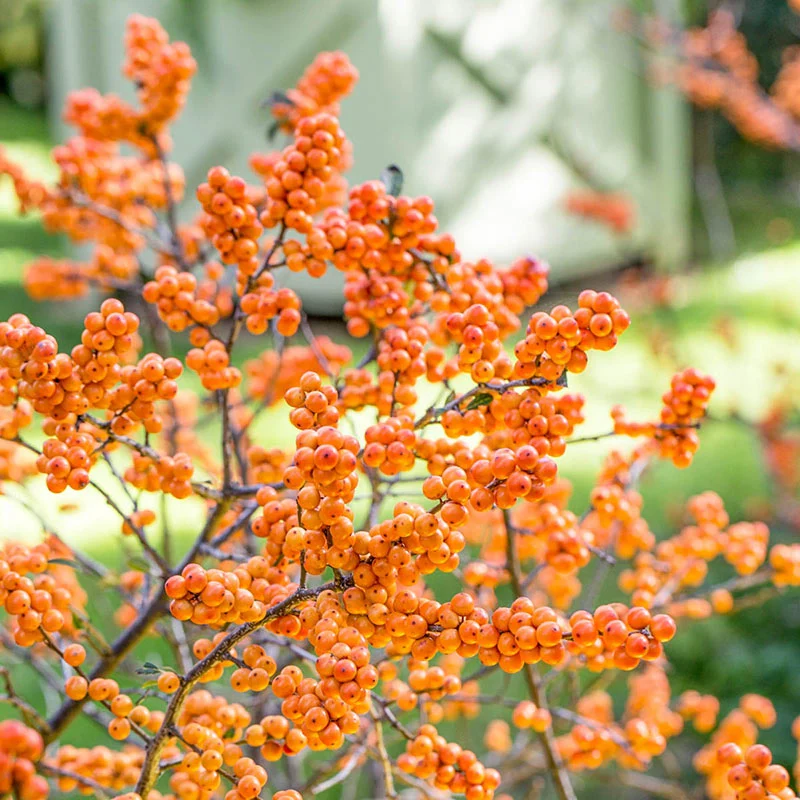 Winter Gold Winterberry Shrub Pair