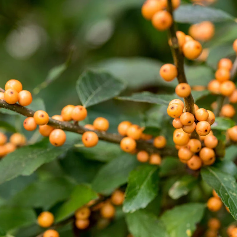 Winter Gold Winterberry Shrub Pair - Image 2