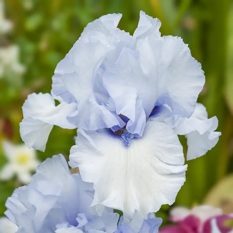 Winter Waltz Bearded Iris - Image 2