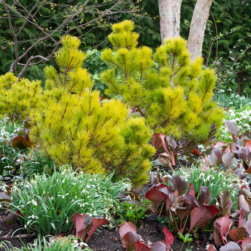 Wintersonne Pine - Image 3