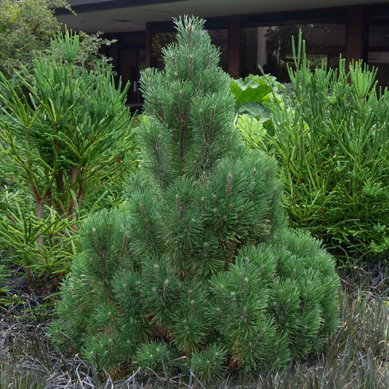 Wintersonne Pine - Image 4