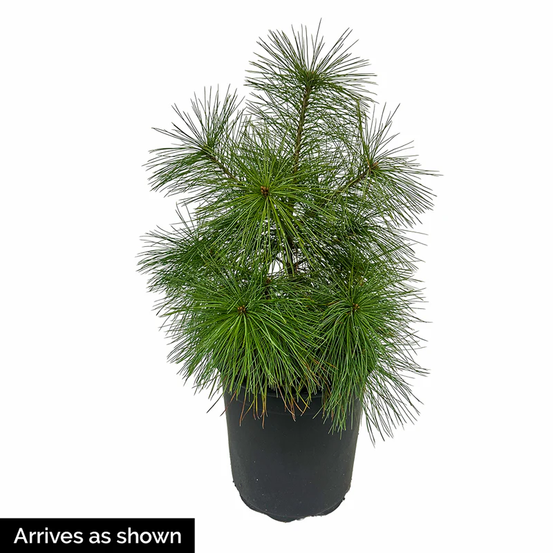 Wintersonne Pine - Image 5