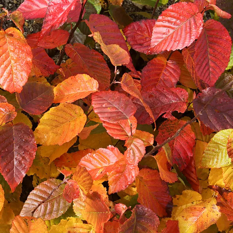 Wisconsin Red Hornbeam