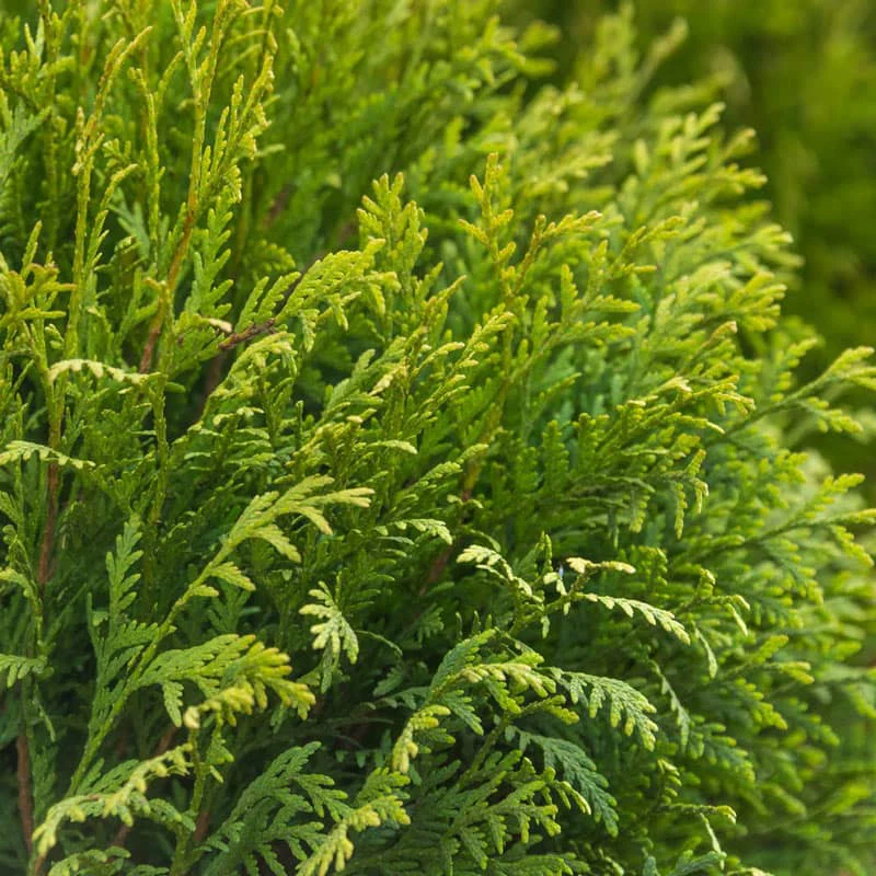 Woodward Globe Arborvitae Hedge - Image 2