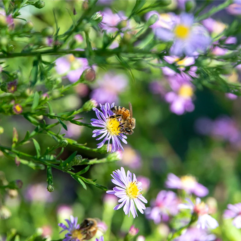WOW!® Aster Blue - Image 2