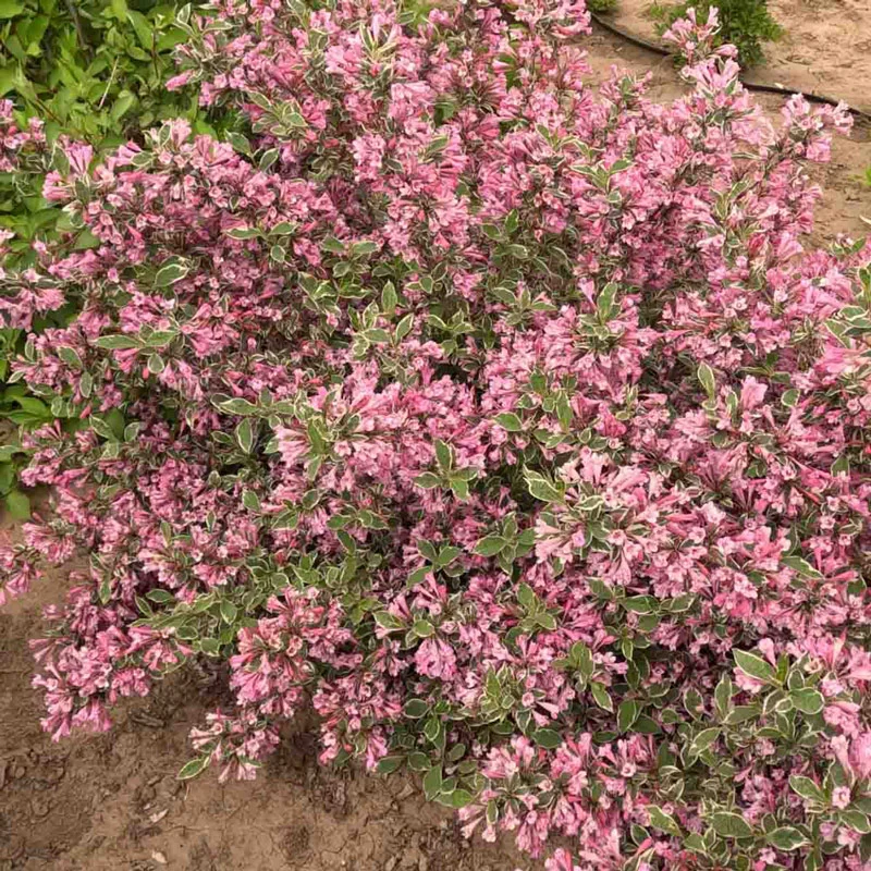 WOW!® Weigela - Image 2