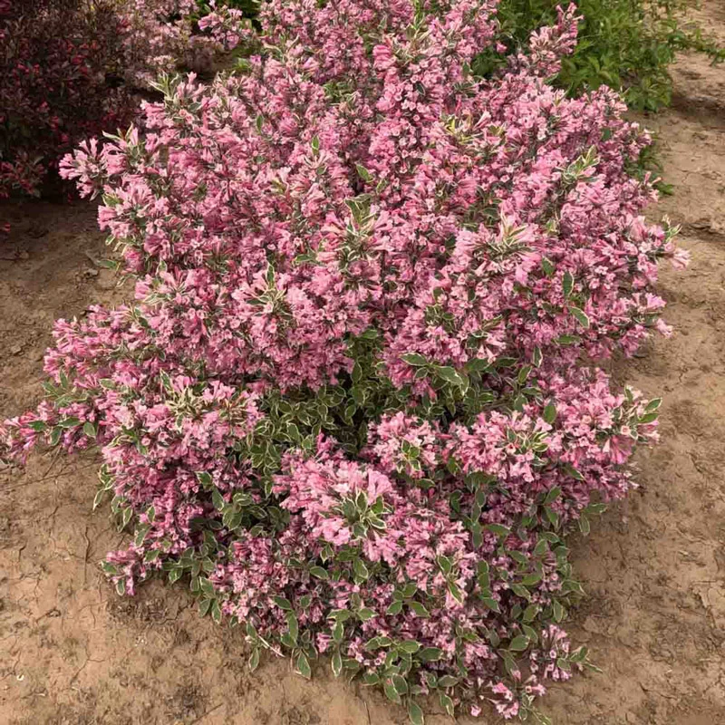 WOW!® Weigela - Image 3