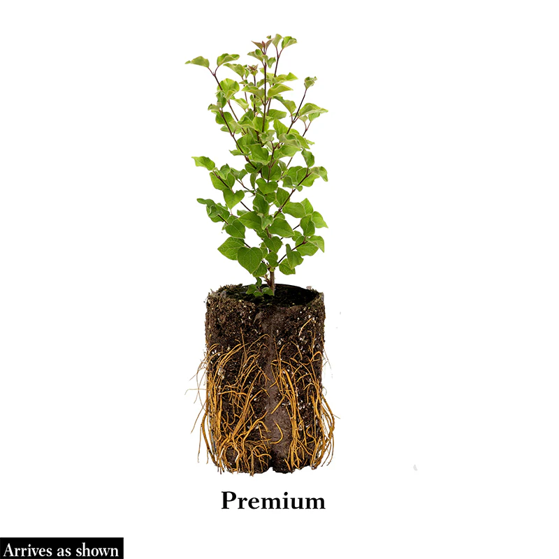Be Right Back™ Lilac Shrub - Image 3