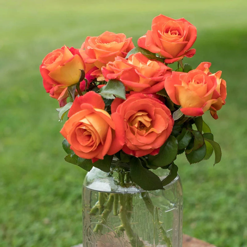 Burst of Joy™ Floribunda Rose