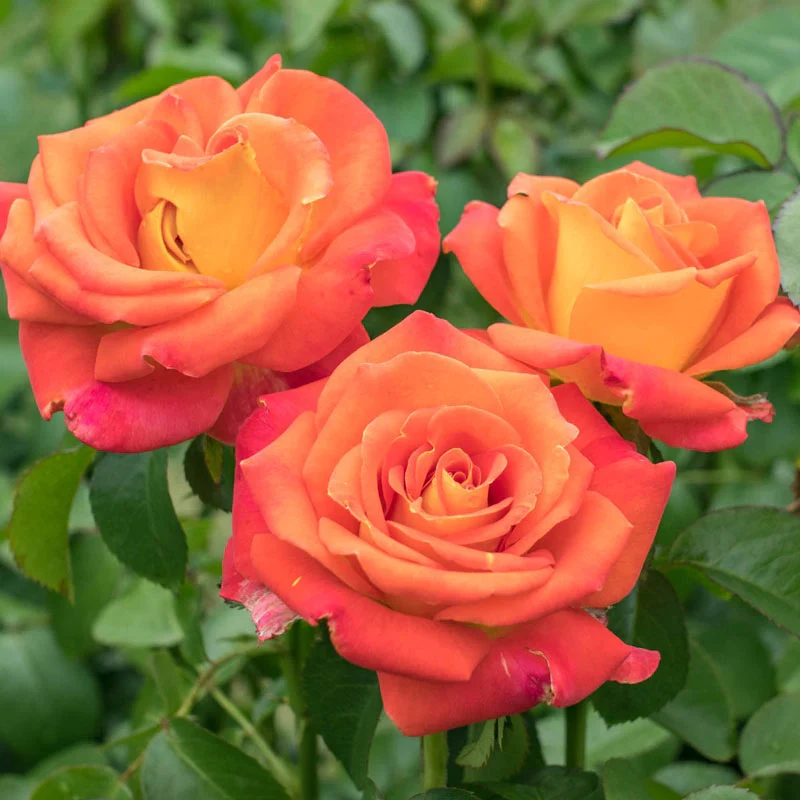 Burst of Joy™ Floribunda Rose - Image 2