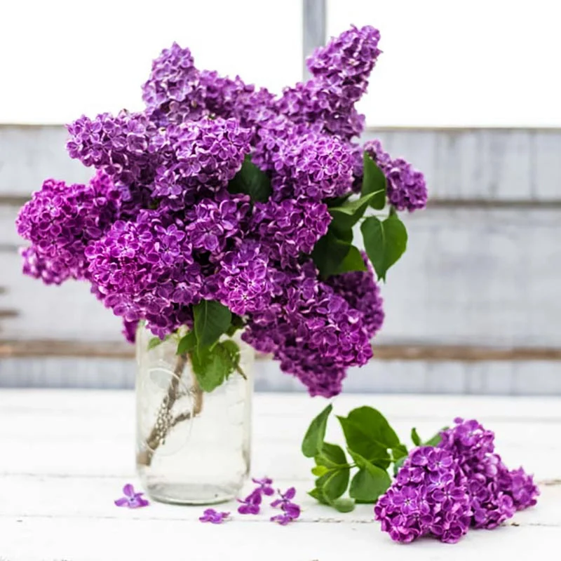 Yankee Doodle Lilac Shrub - Image 2