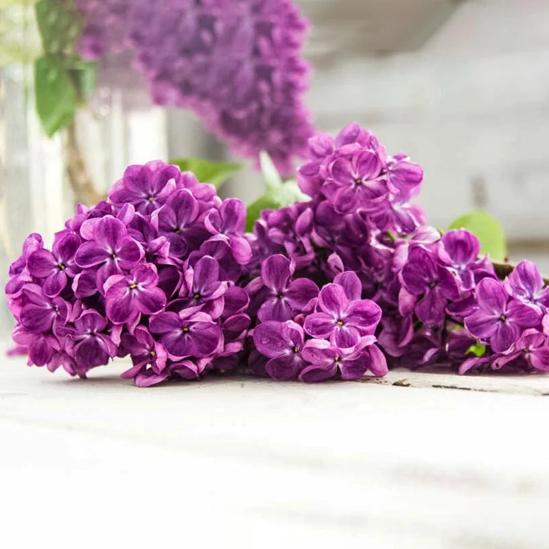 Yankee Doodle Lilac Shrub - Image 3