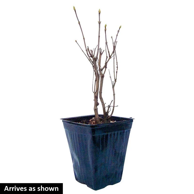 Yankee Doodle Lilac Shrub - Image 4