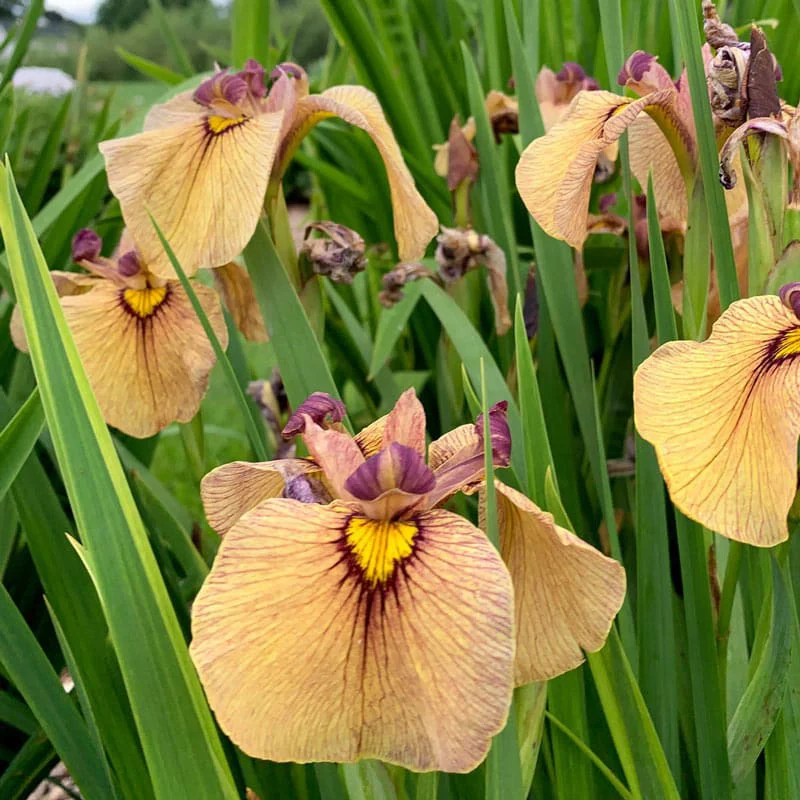 Yarai Pseudata Iris - Image 2