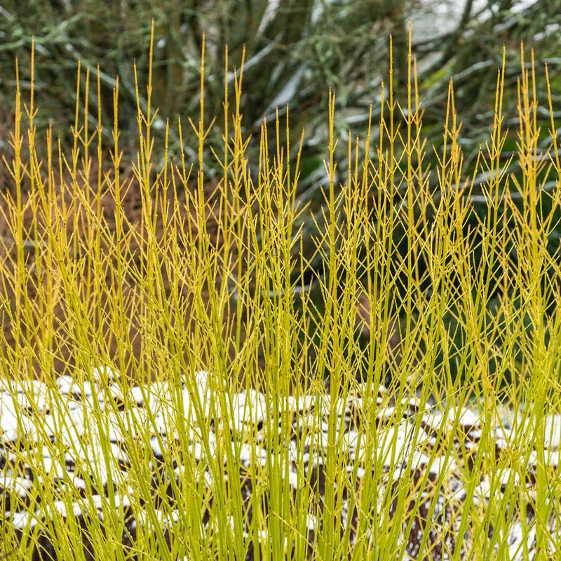 Yellow Twig Dogwood Hedge - Image 2