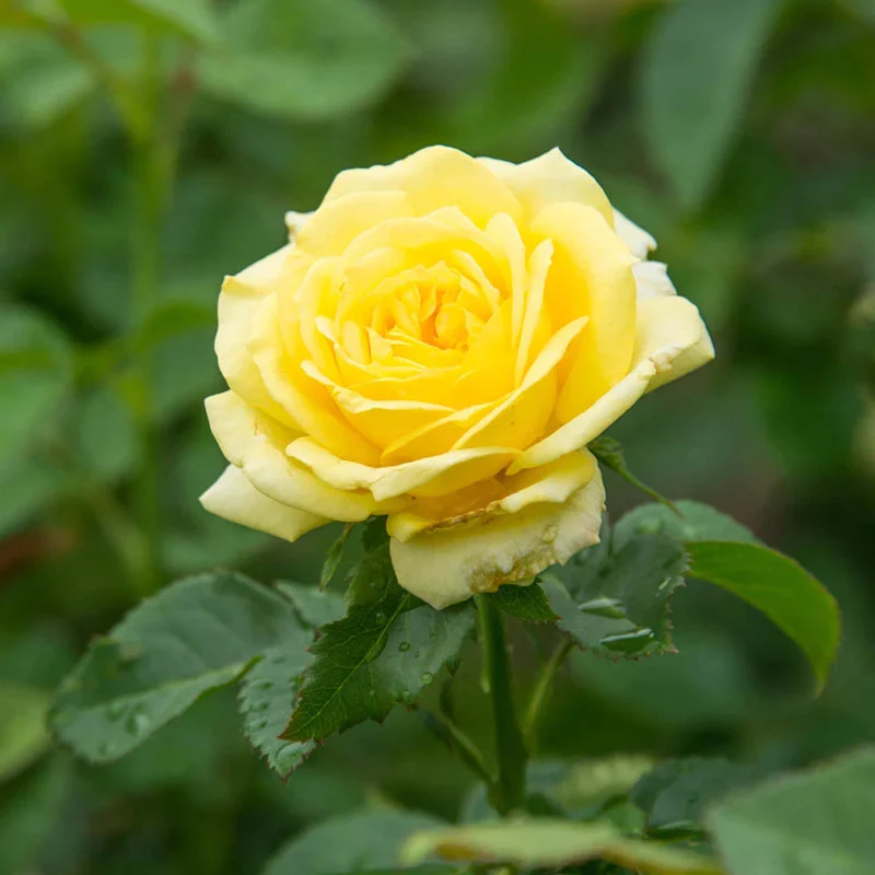 Yellow Freedom Rose - Image 3
