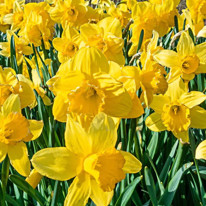 Yellow Naturalizing Daffodils - Image 2